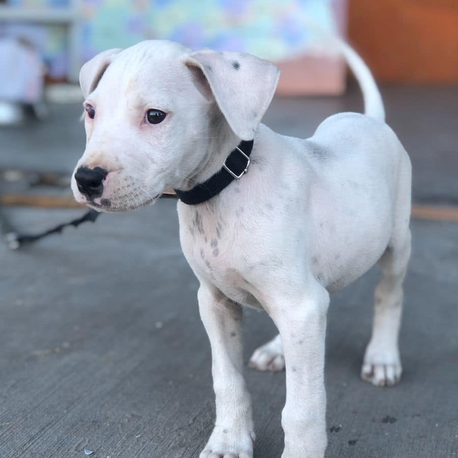 Alimentación del Dogo Argentino