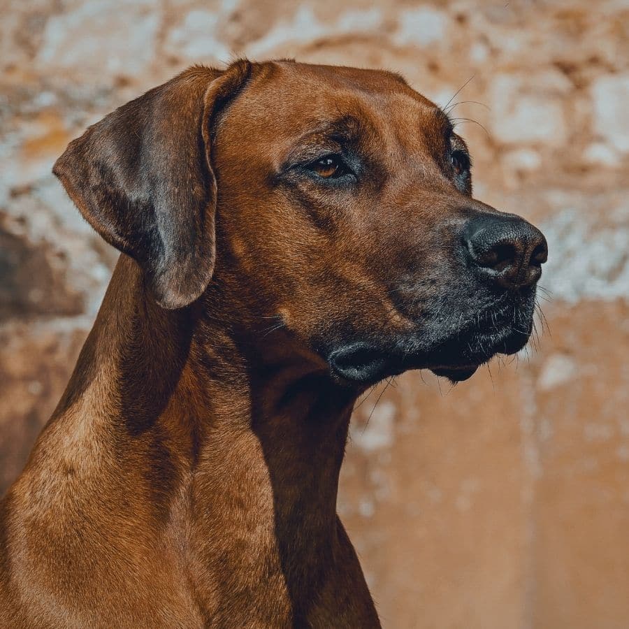 Enfermedades degenerativas en perros, ¿Cuáles son y cómo proteger a mi perro?