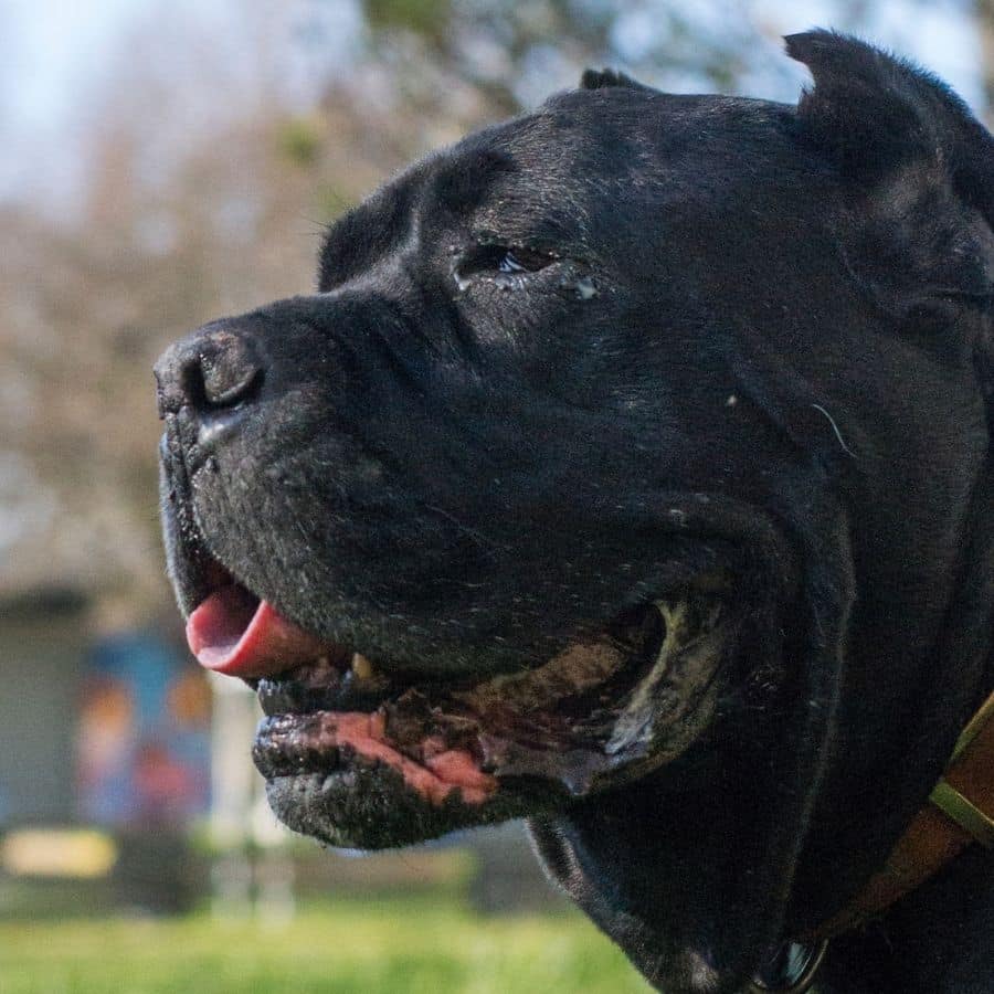La alimentación del Cane Corso