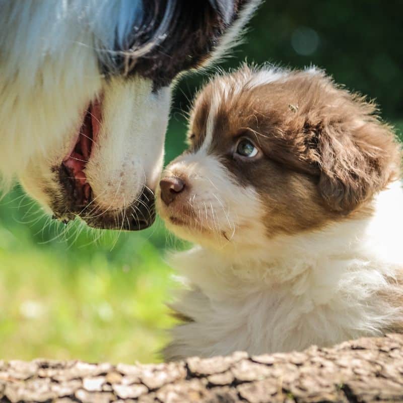 ¿Sabe qué edad tiene realmente su perro?