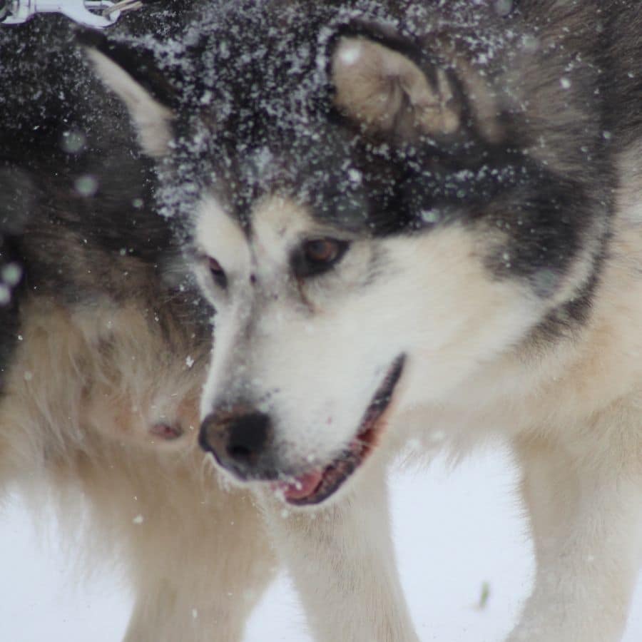 La alimentación del Alaskan Malamute