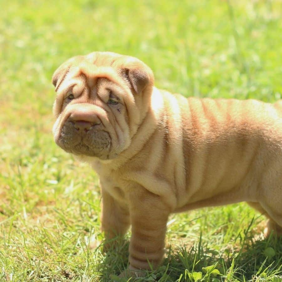 La alimentación del Shar pei