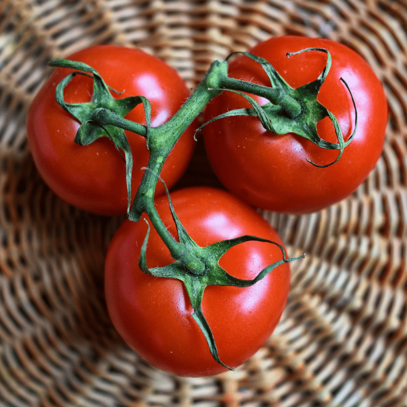 ¿Los perros pueden comer tomate?