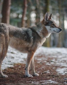 Perro lobo Checoslovaco