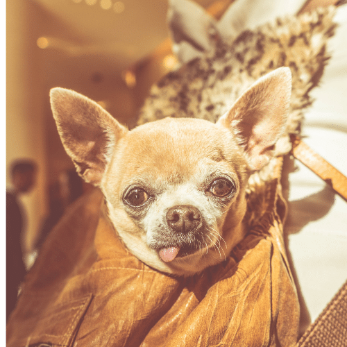Hipo en perros: Cómo es y cómo ayudarles