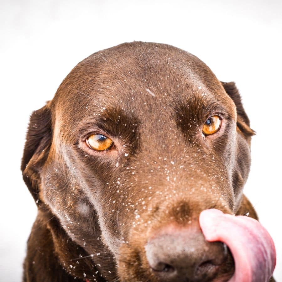 ¿Los perros pueden comer mariscos?