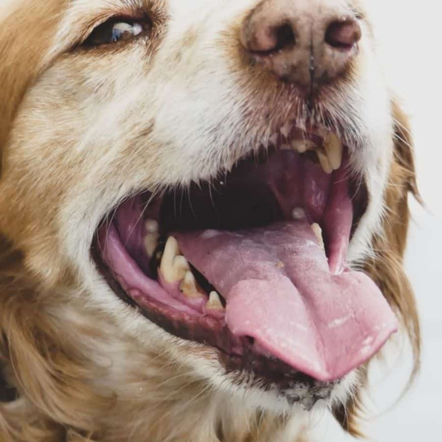 Mi perro se rompió un diente. ¿Y ahora?