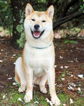 Shiba Inu