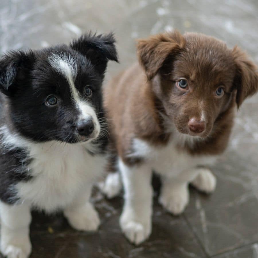 La alimentación del Border Collie
