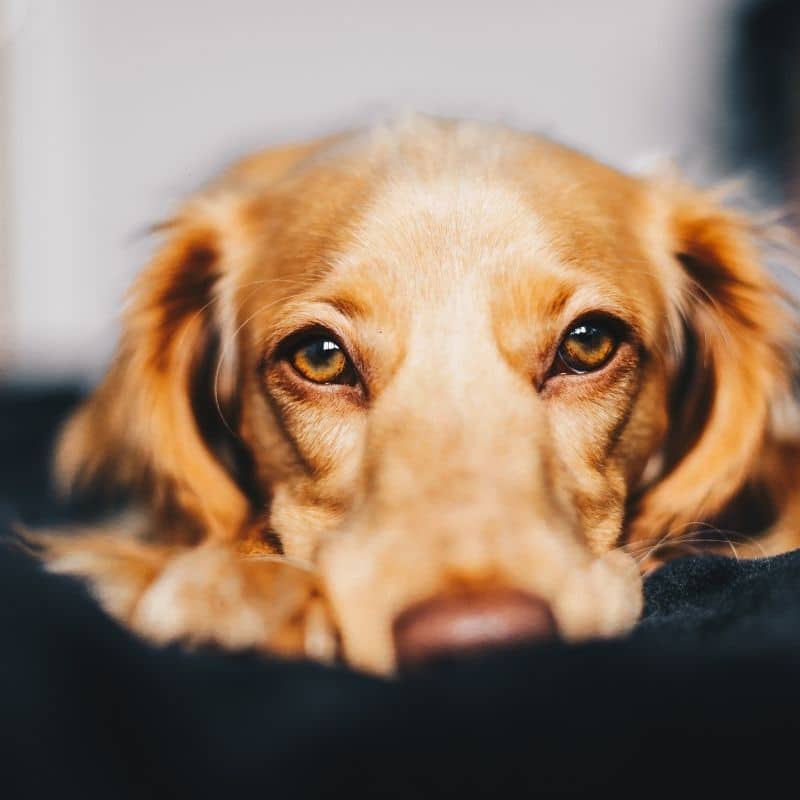 Ketoconazol para perros