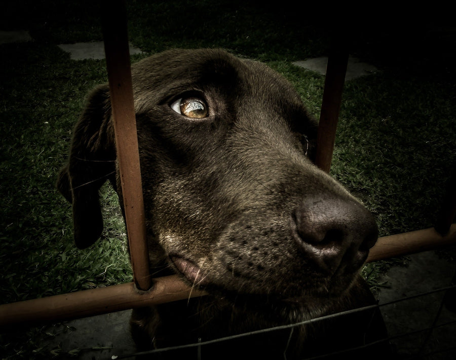 Cómo adoptar un perro en España y sus requisitos