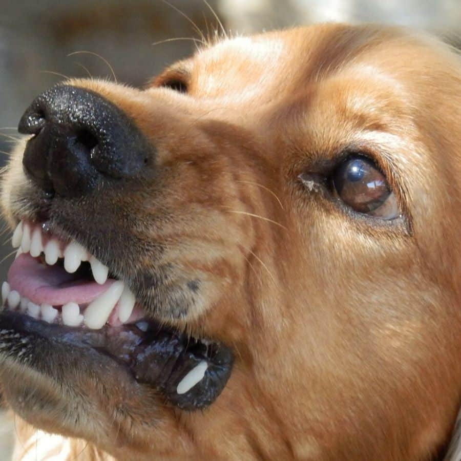 ¿Por qué los perros desarrollan un comportamiento agresivo?