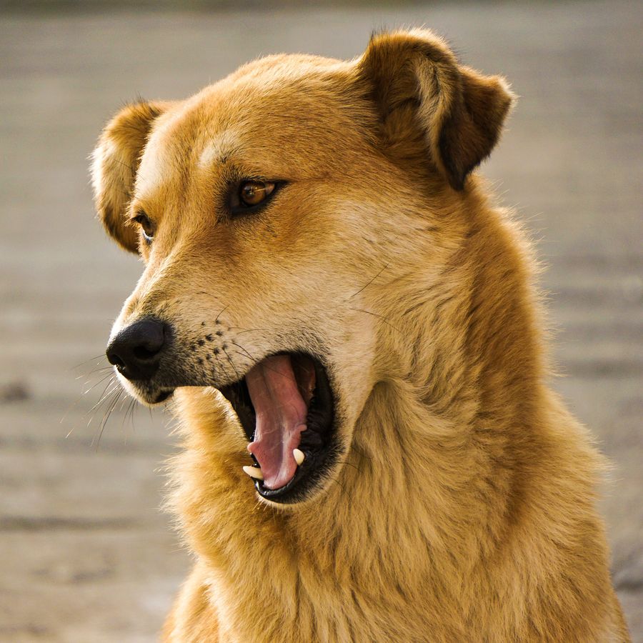 Incontinencia urinaria en perros