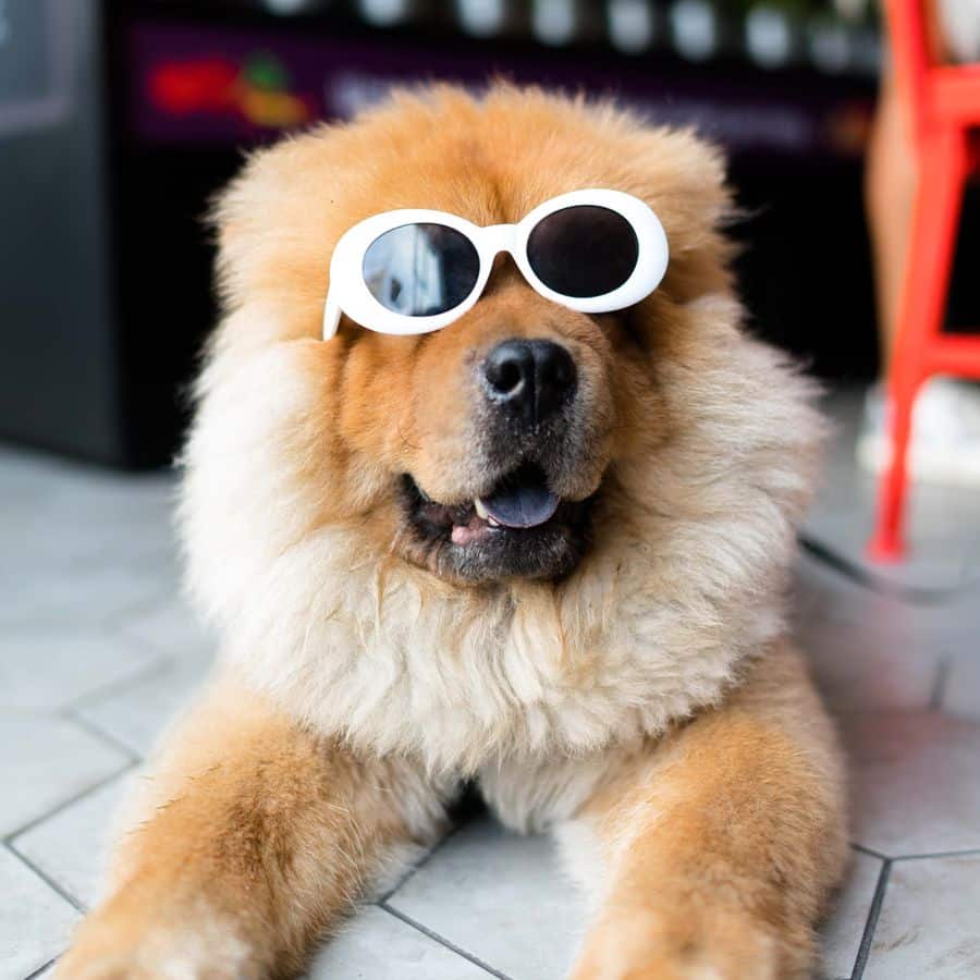 ¿Cómo cuidar del pelo de mi Chow Chow?