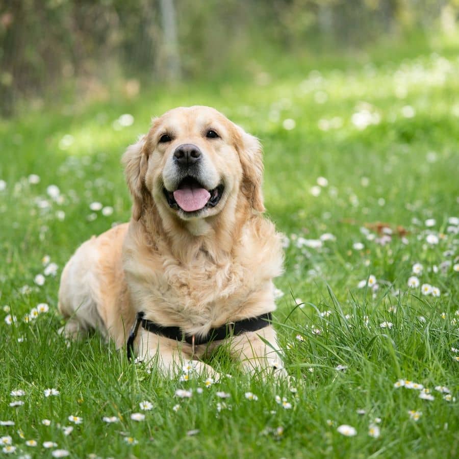 Principales alergias en perros