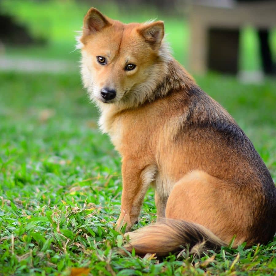 ¿Cómo saber si mi perro es alérgico pipetas?
