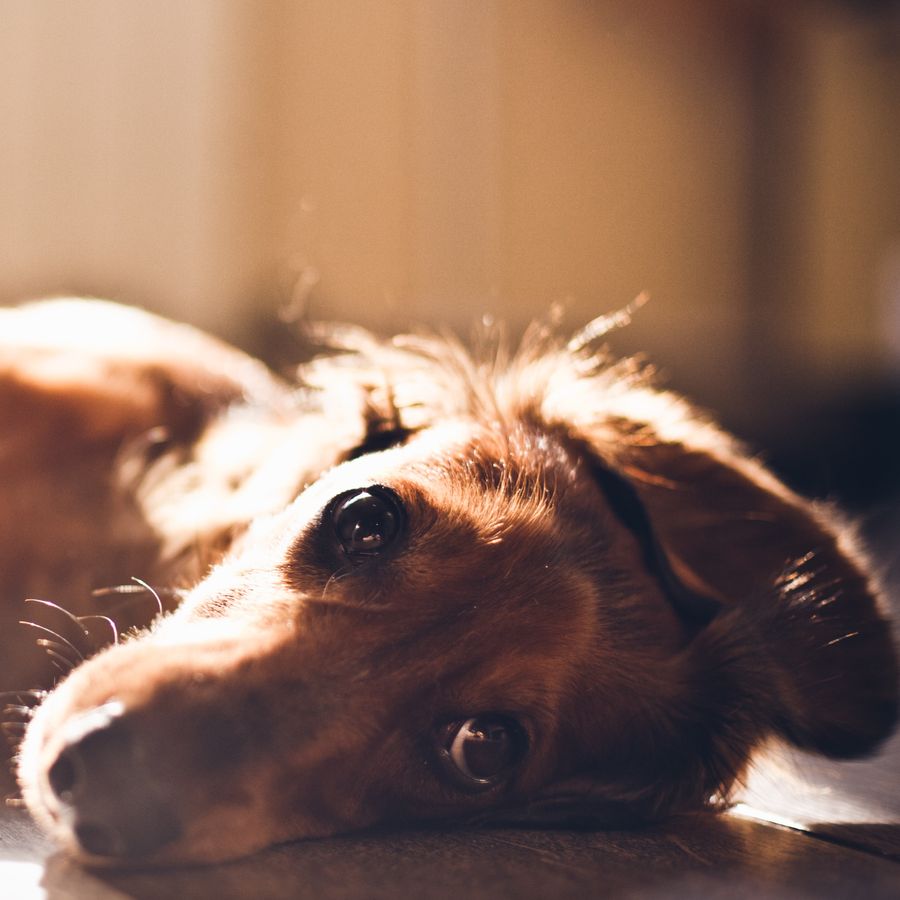 Mi perro no puede levantarse. ¿Qué puede ser?