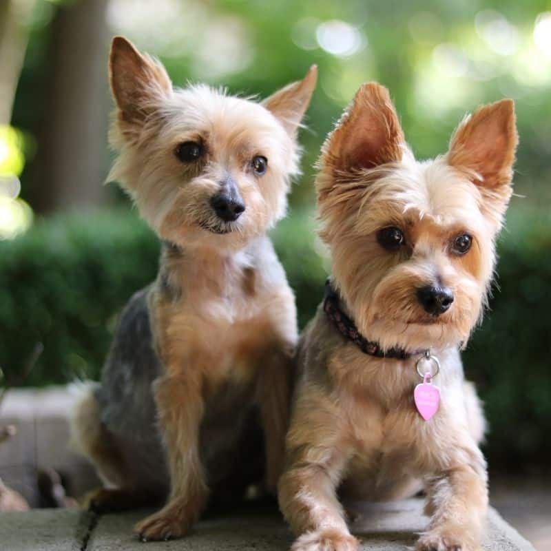5 razas de perros compatibles entre si