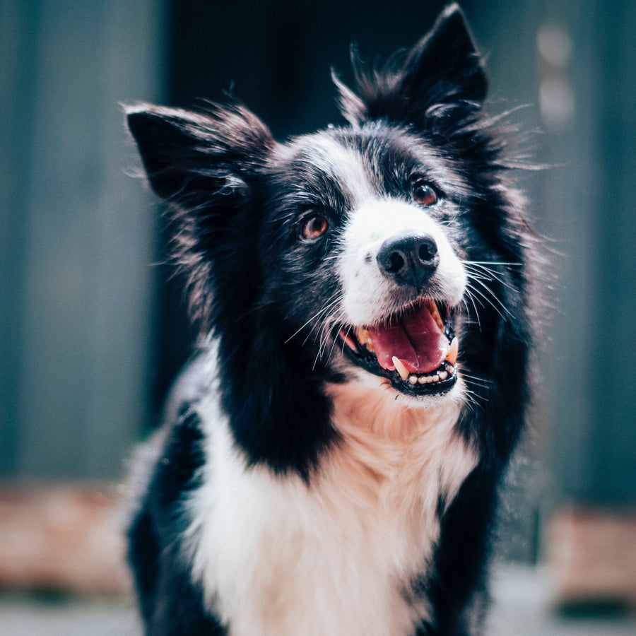 Enfermedades más comunes del Border Collie