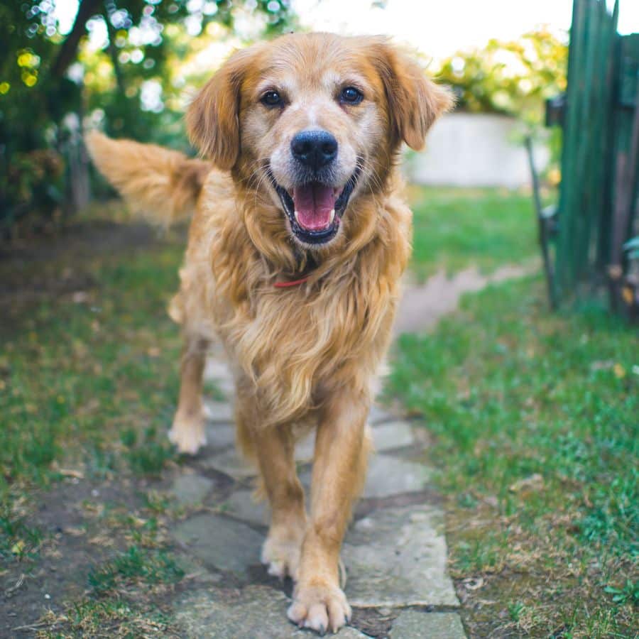 Golden retriever y gatos: ¿se llevan bien?