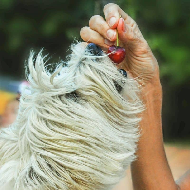 Qué frutas, verduras, carnes, legumbres pueden comer los perros y cuáles no