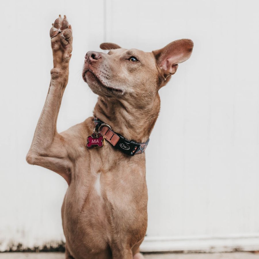 ¿Por qué los perros se lamen las patas?