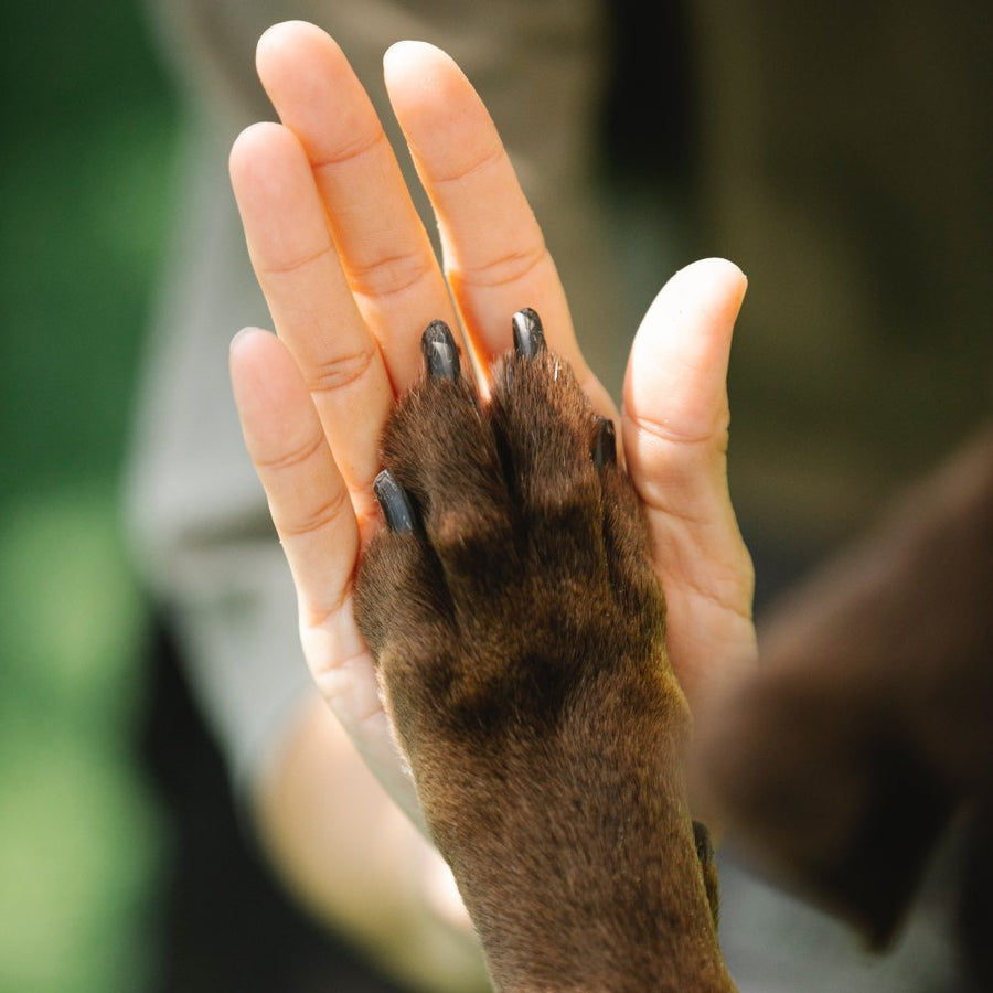 5 causas de las patas hinchadas en perros y su tratamiento