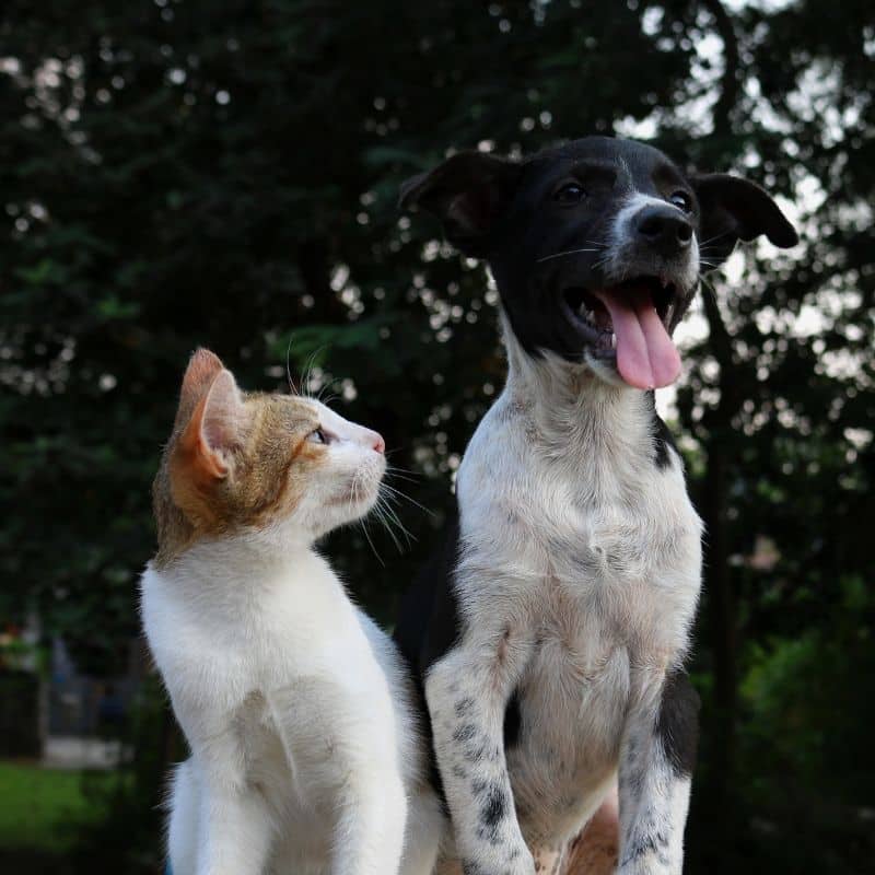 Gatos y perros: mitos y verdades