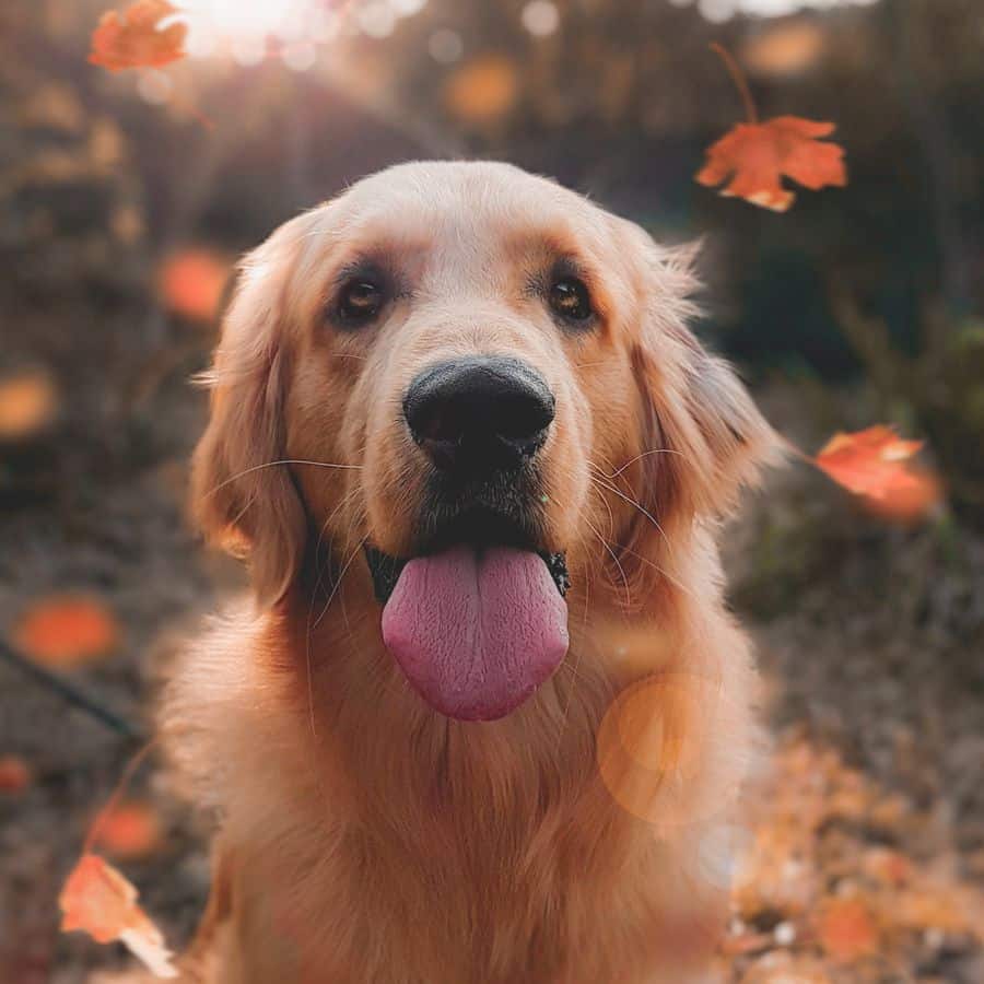 ¿Se deben vaciar las glándulas anales de los perros?