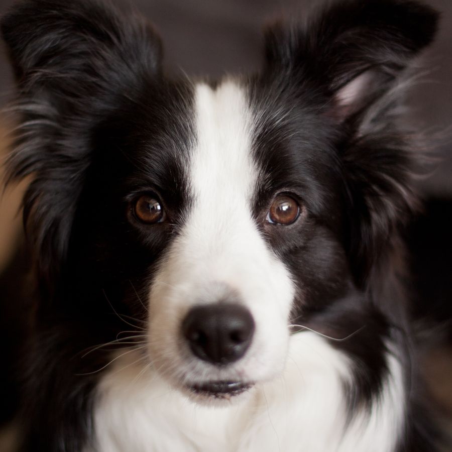Lo que necesitas saber sobre la raza Border Collie