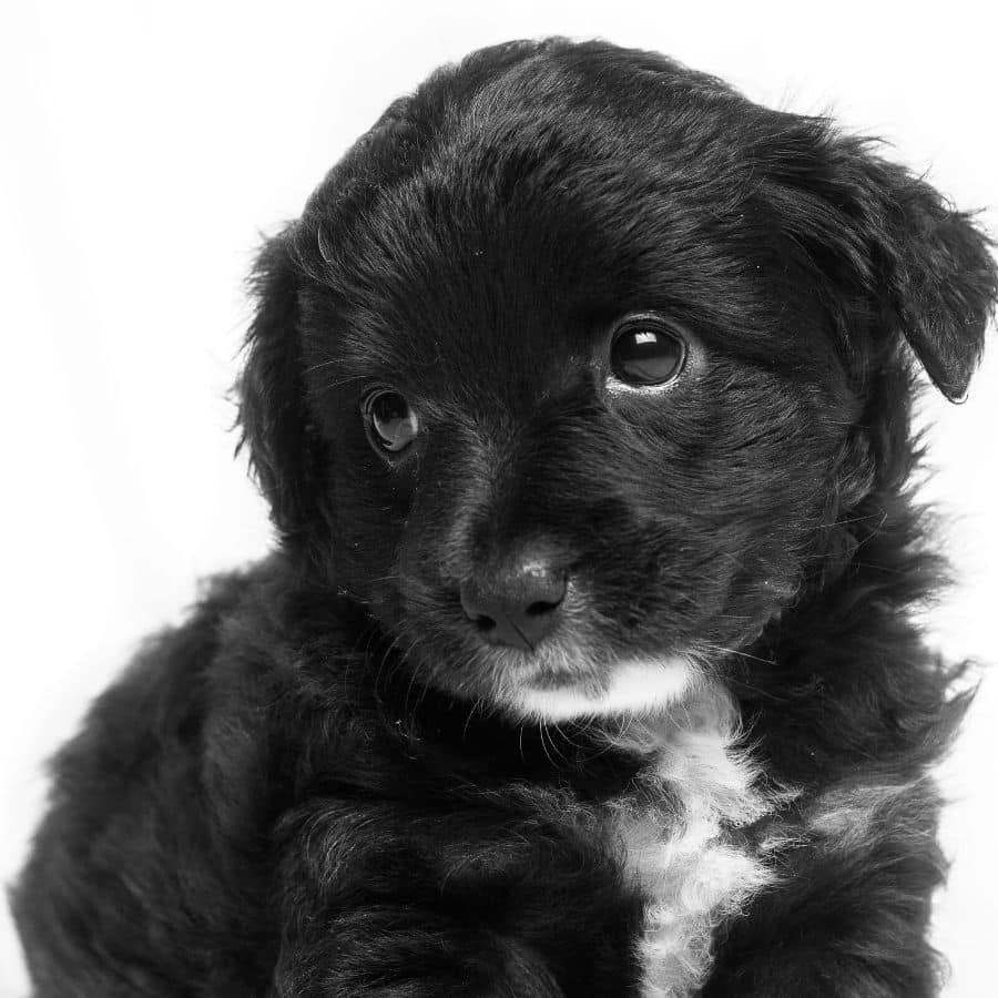 Coccidiosis en perros