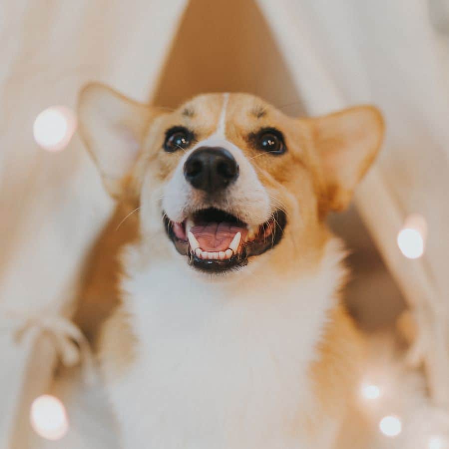 ¿Puedo usar probióticos para perros sin receta?