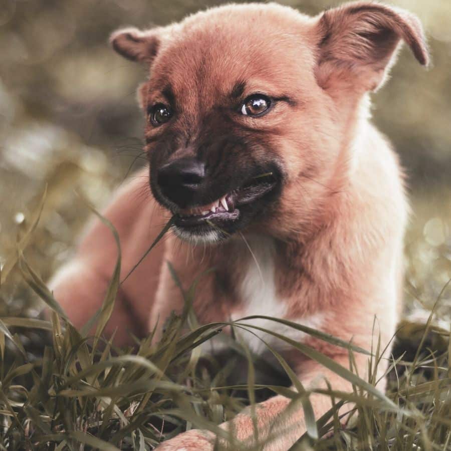 ¿Cuándo se pierden los dientes de leche en los cachorros?