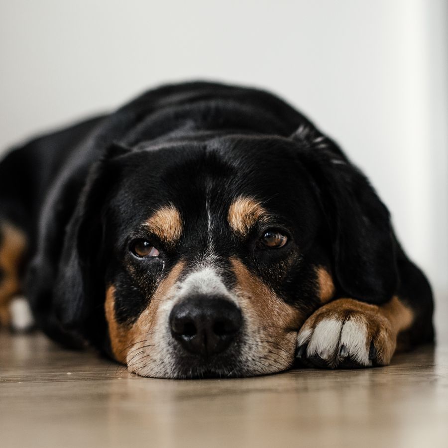 ¿Cómo saber si mi perro tiene fiebre? Conoce los síntomas