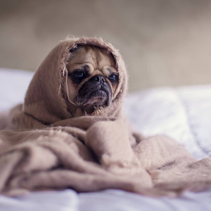 Enfermedades raras en perros