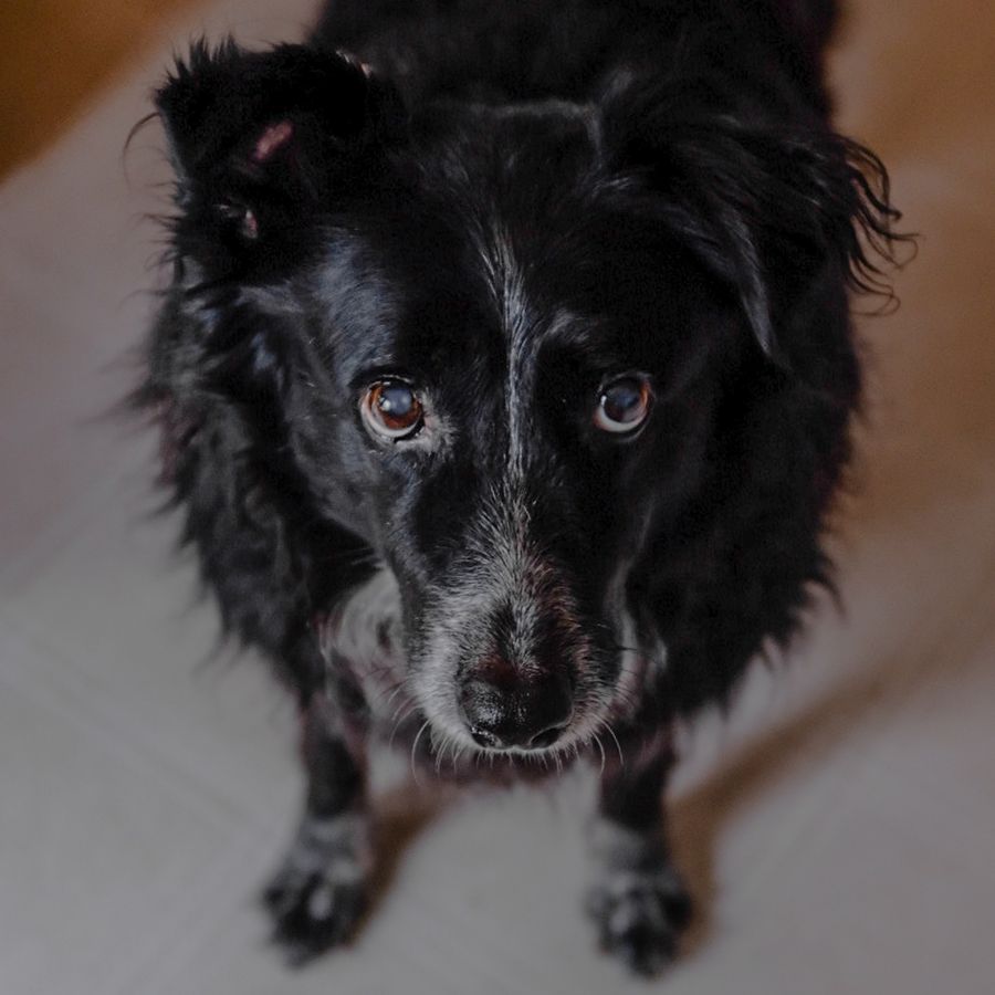 El ojo de cereza en los perros
