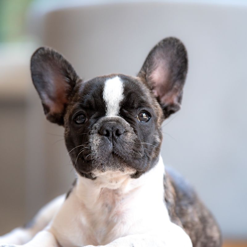¿Qué cuidados debo tener con la piel y el pelo de un Bulldog Francés?