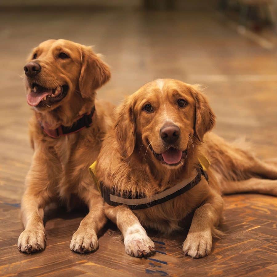 Ejercicios para perros con displasia de cadera