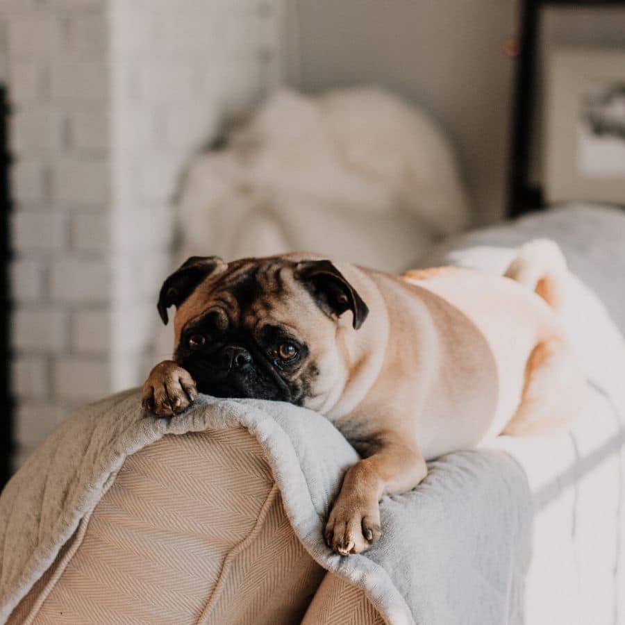 ¿Por qué mi perro hace pipí con sangre?