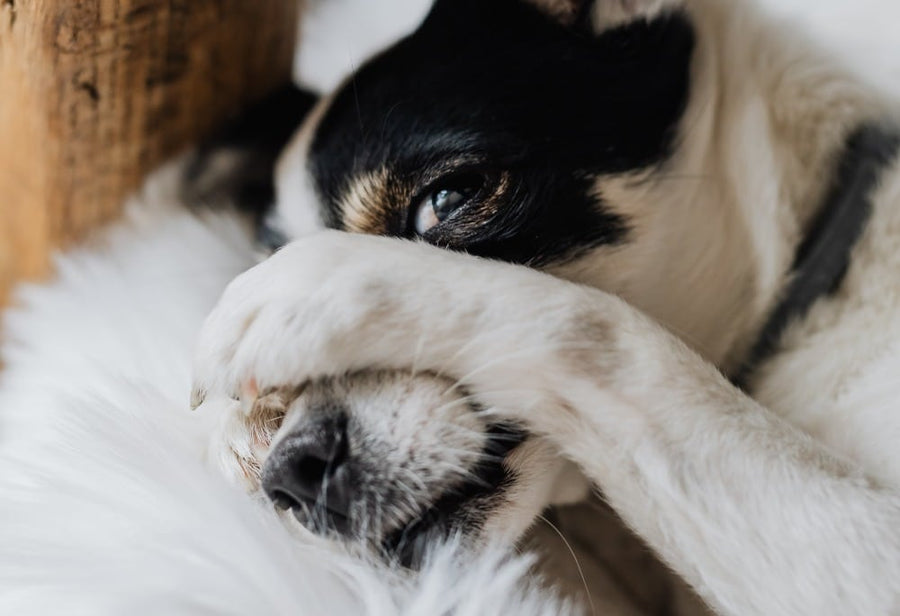 La inteligencia canina en comparación a la de los humanos
