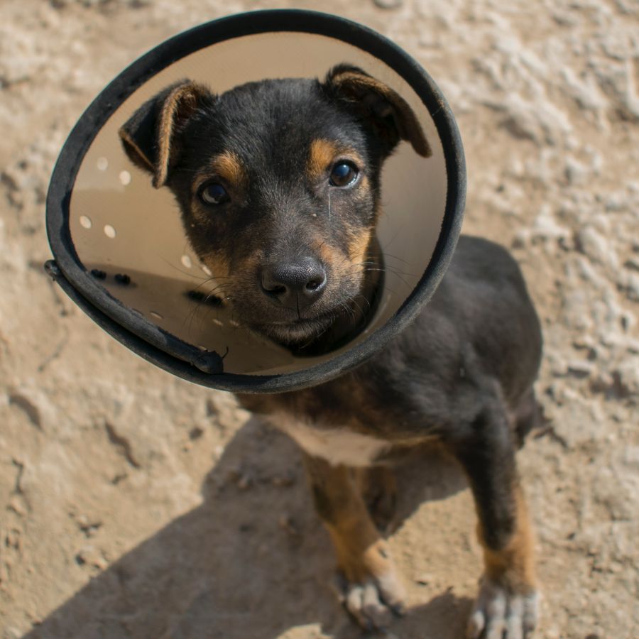¿A qué edad se debe castrar a un perro?
