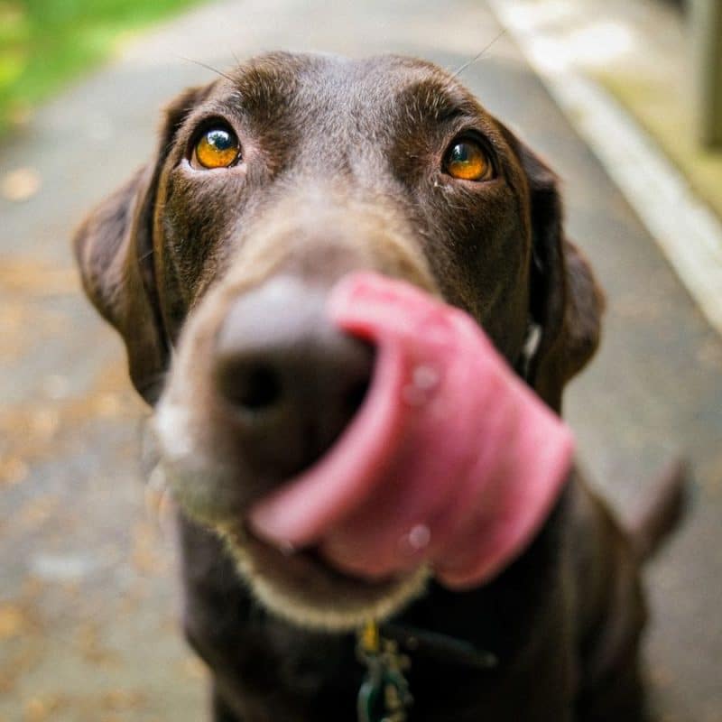 ¿Por qué mi perro vomita espuma amarilla?