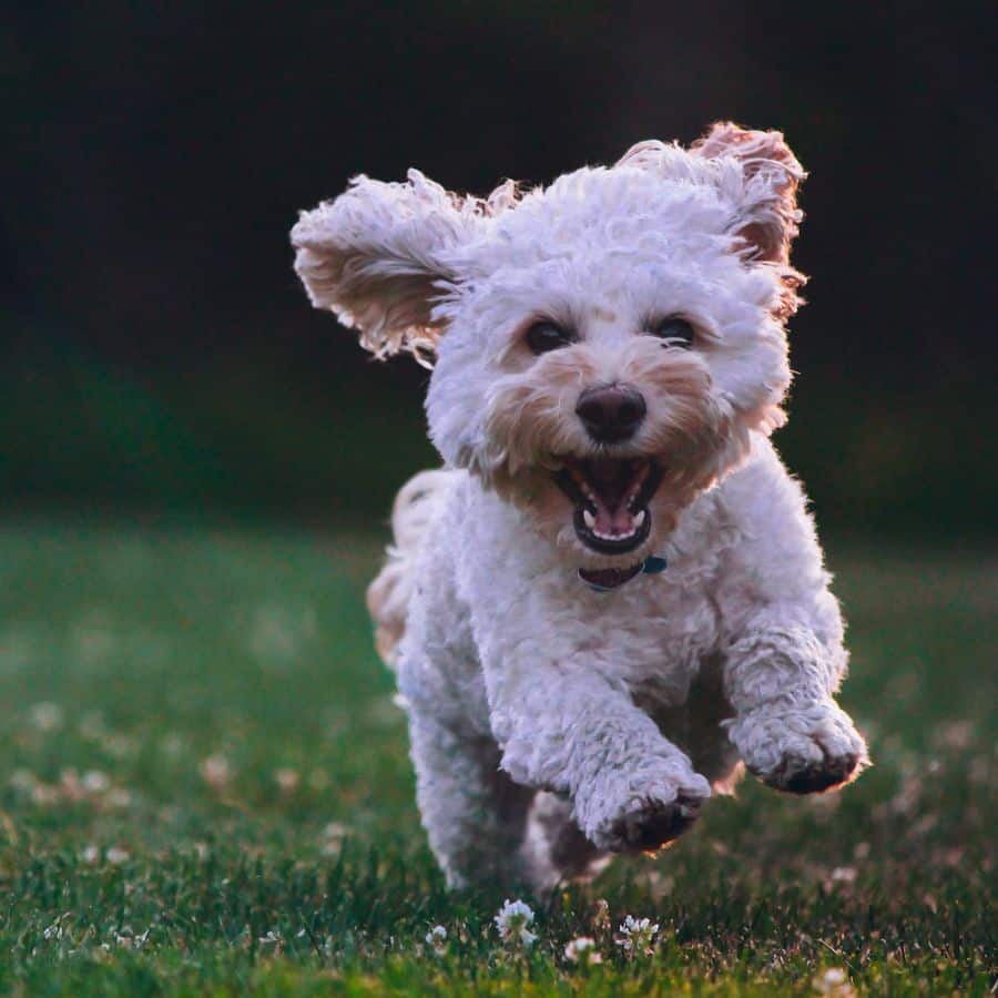Perro alérgico a las pipetas ¿Qué hacer?