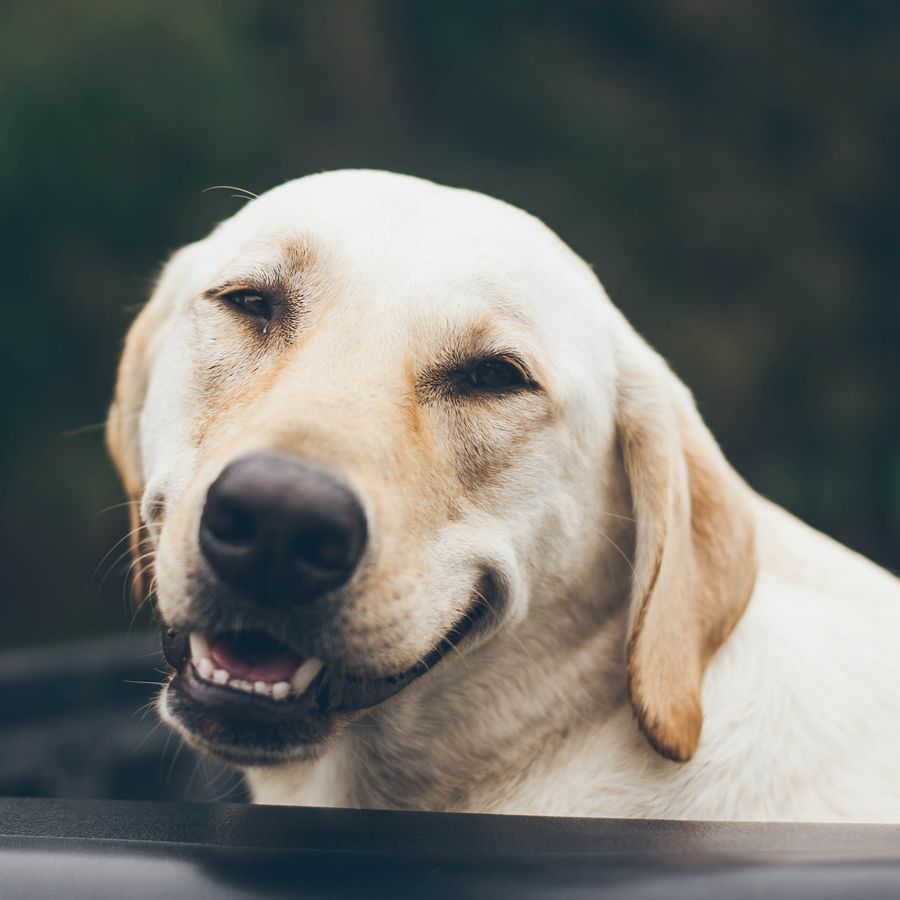 Hipotiroidismo canino