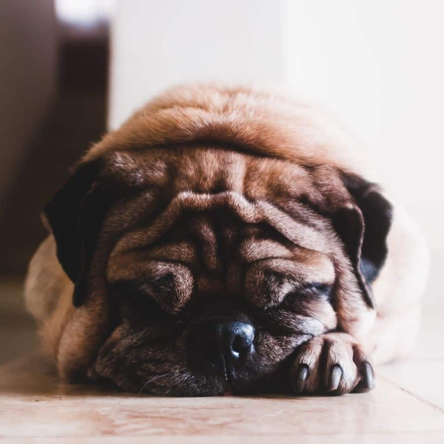 Mi perro orina con sangre ¿qué puede ser?