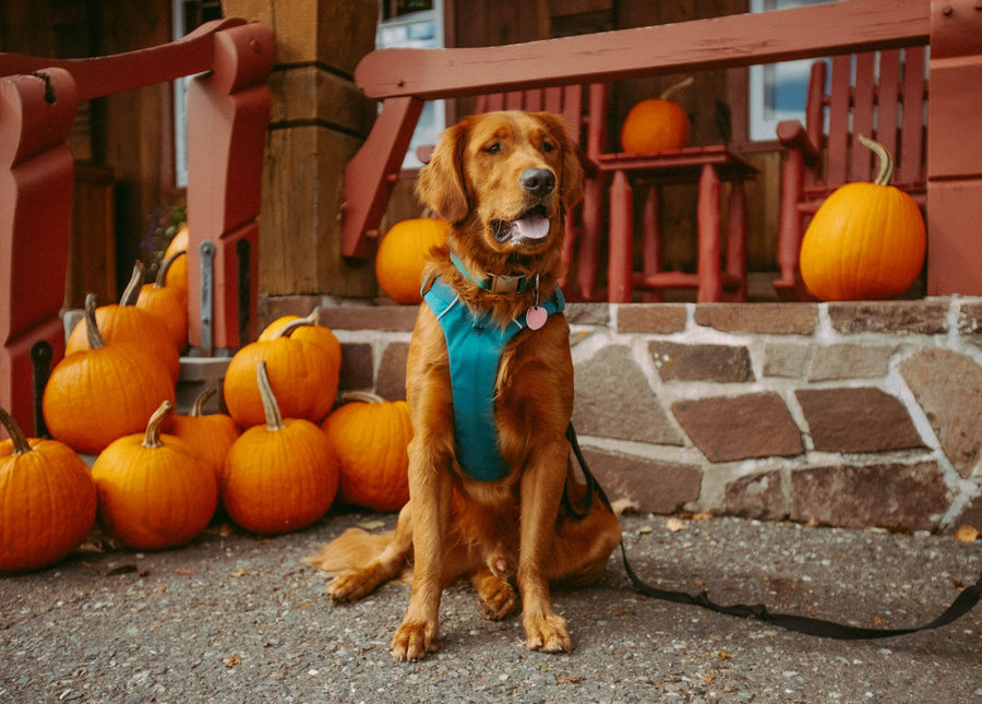 ¿Quieres hacer un “pumpkin spice latte” en casa para perros?