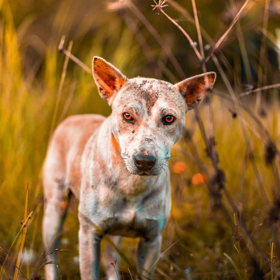 ¿Cualquier mosquito puede contagiar Leishmaniasis a un perro?