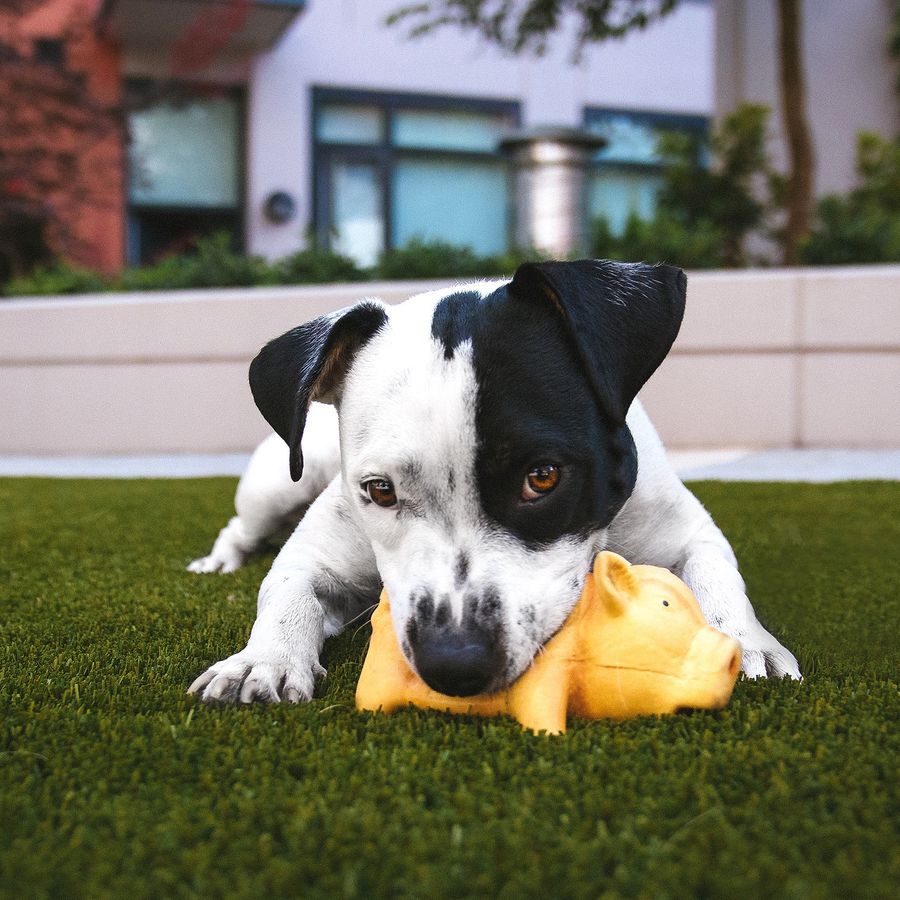 ¿Pueden los perros comer frutas cítricas?