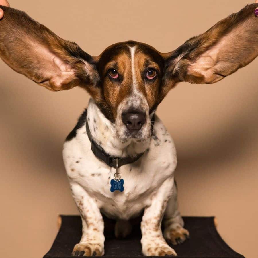 Mi perro tiene las orejas frías ¿por qué?
