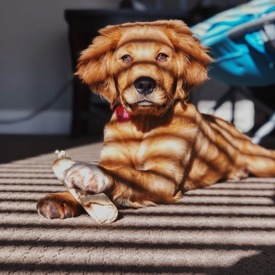 ¿Puede mi perro comer huesos?